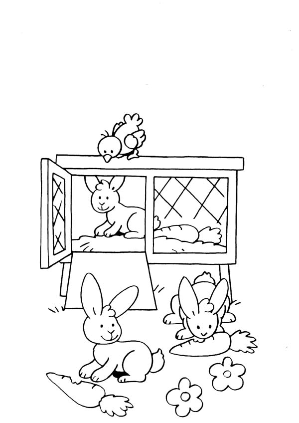 immagine 4 5 anni da colorare