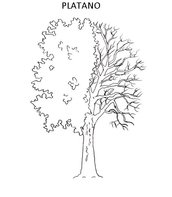 immagine alberi da colorare