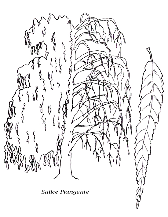 immagine alberi da colorare