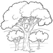 immagine alberi da colorare