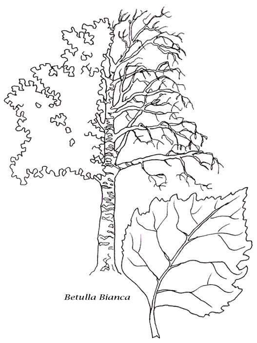 immagine alberi da colorare