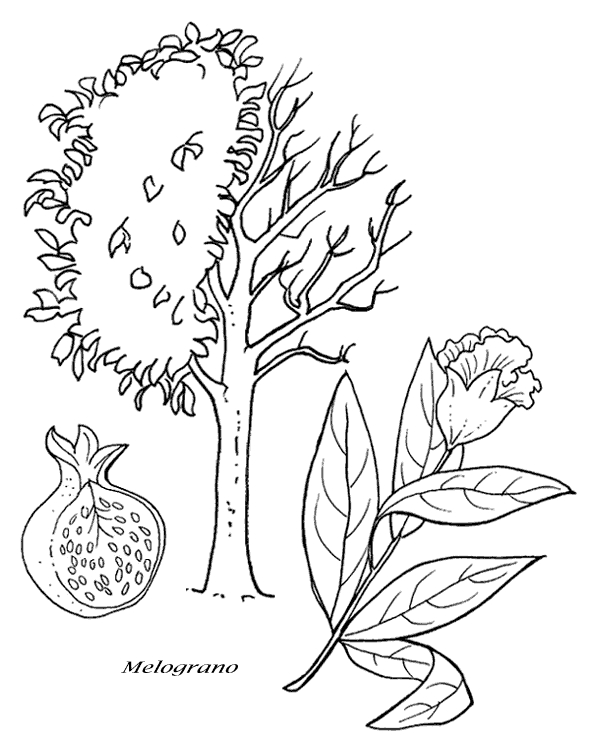 immagine alberi da colorare