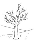 immagine alberi da colorare