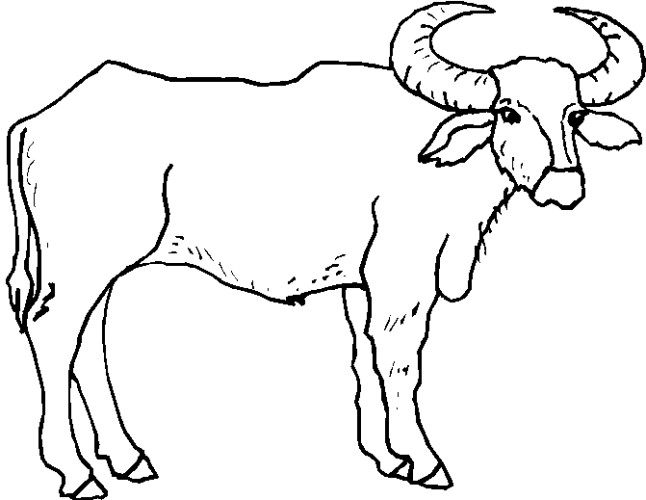 immagine animale con corna da colorare