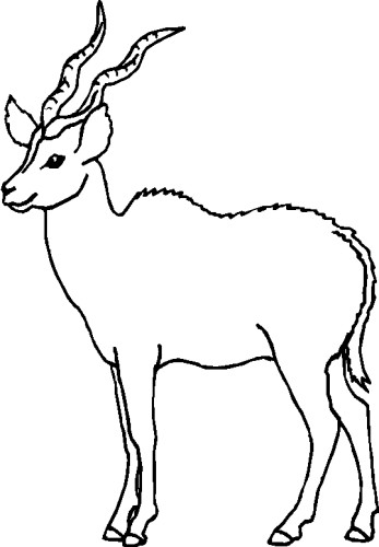 immagine animale con corna da colorare