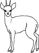 immagine animale con corna da colorare