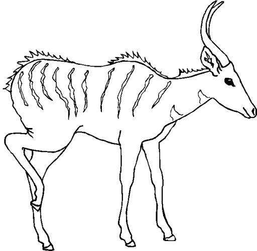 immagine animale con corna da colorare