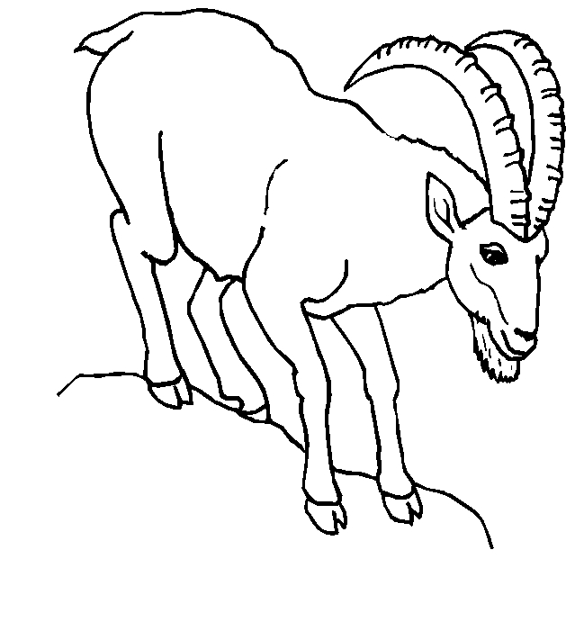 immagine animale con corna da colorare