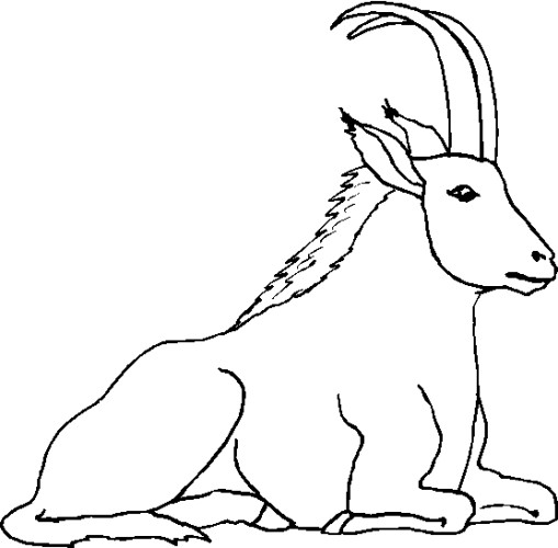 immagine animale con corna da colorare