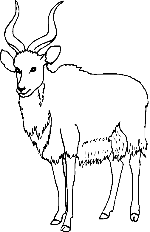 immagine animale con corna da colorare