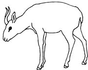 immagine animale con corna da colorare