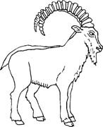 immagine animale con corna da colorare