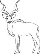 immagine animale con corna da colorare