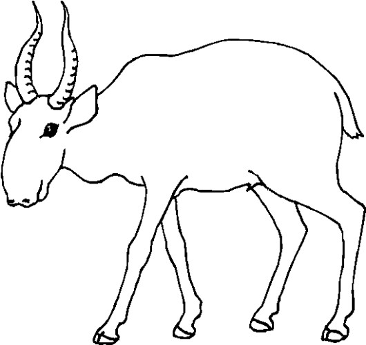 immagine animale con corna da colorare