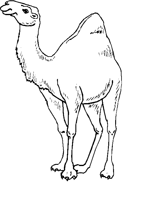 immagine animali del deserto da colorare