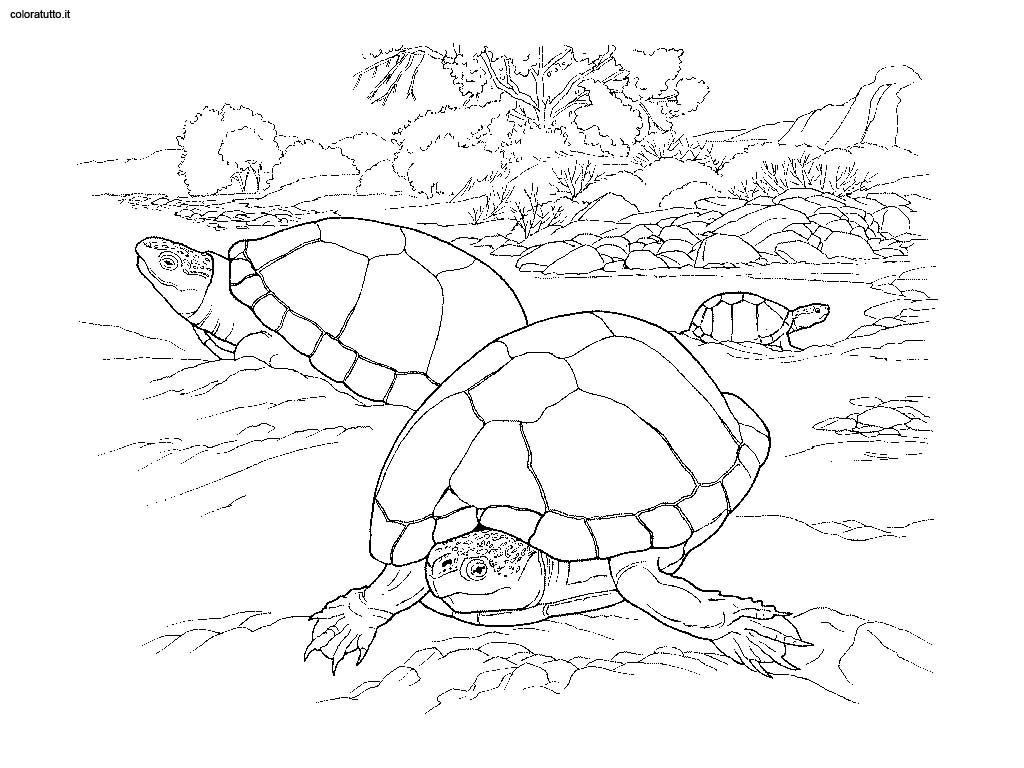 immagine animali del deserto da colorare