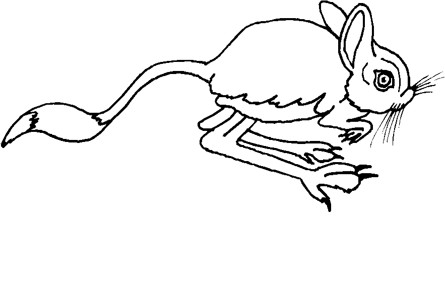 immagine animali del deserto da colorare