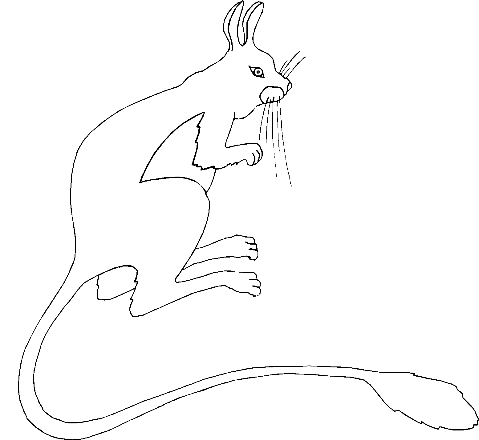 immagine animali del deserto da colorare