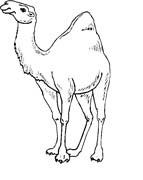 immagine animali del deserto da colorare