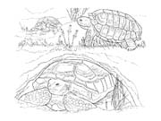 immagine animali del deserto da colorare