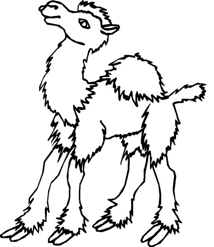 immagine animali del deserto da colorare