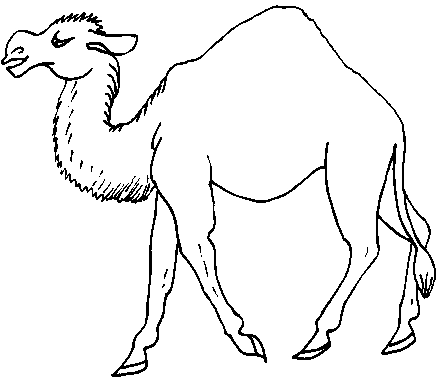 immagine animali del deserto da colorare