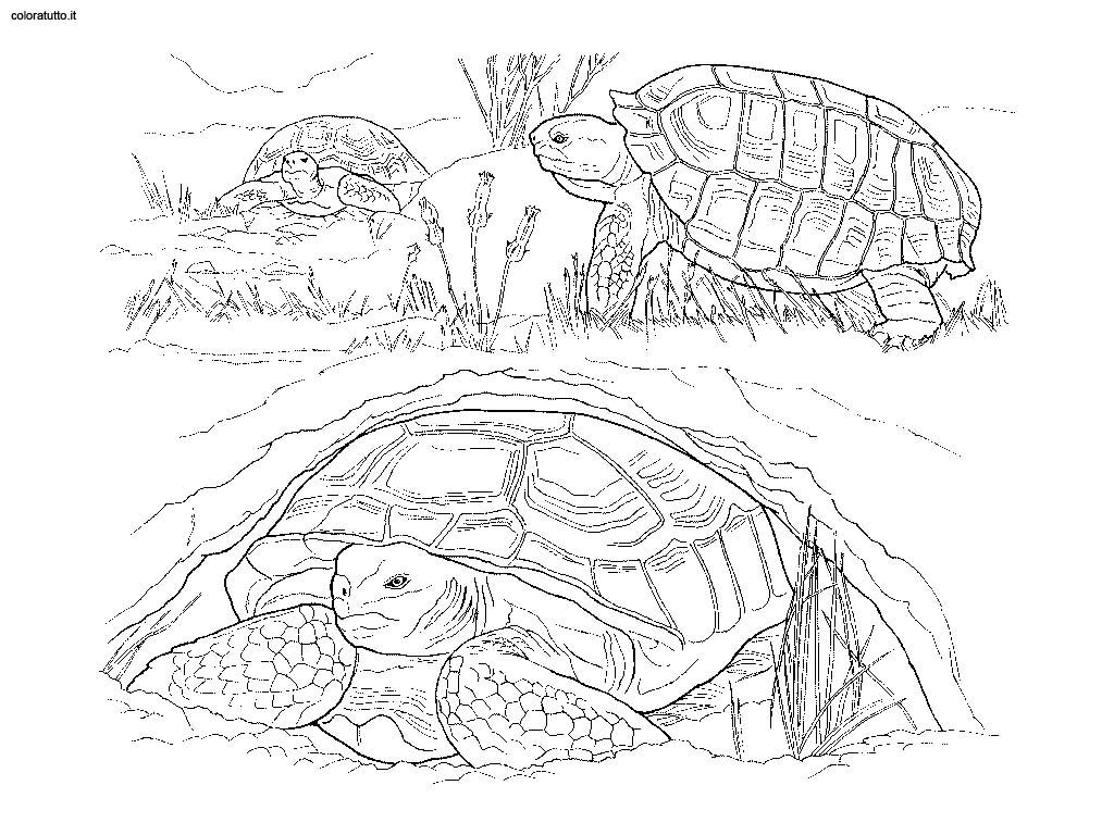 immagine animali del deserto da colorare