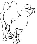 immagine animali del deserto da colorare