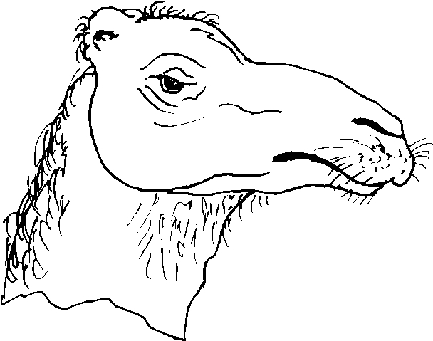 immagine animali del deserto da colorare