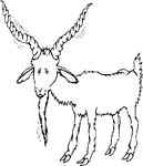 immagine animali fattoria da colorare