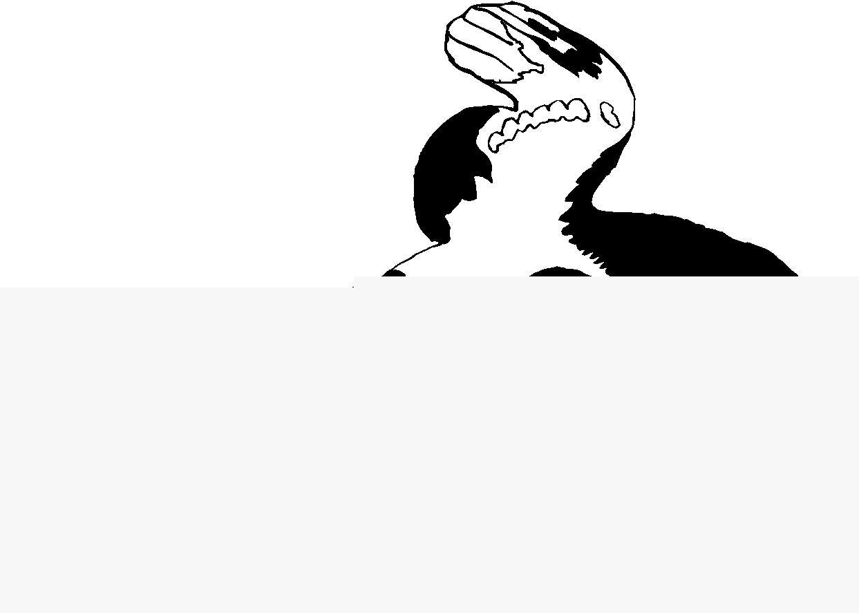 immagine animali foresta da colorare