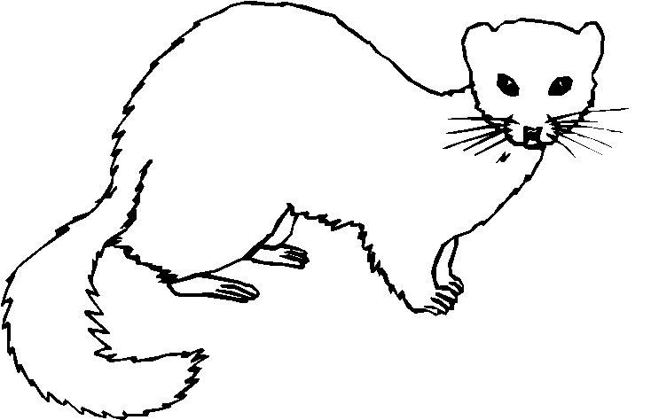 immagine animali foresta da colorare