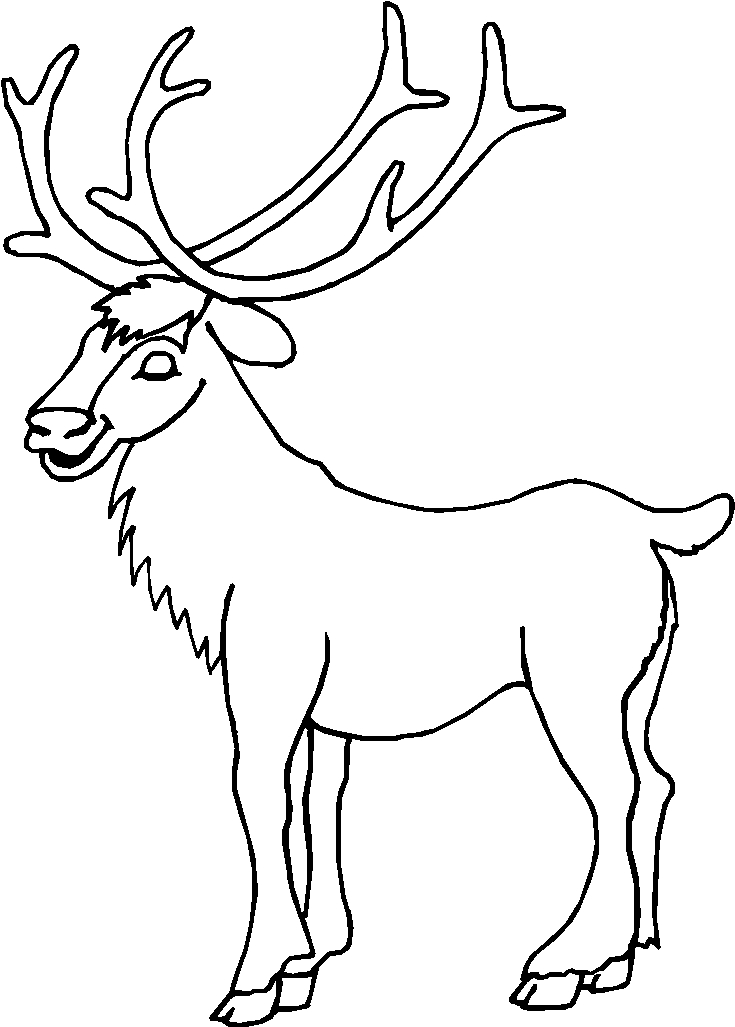 immagine animali foresta da colorare