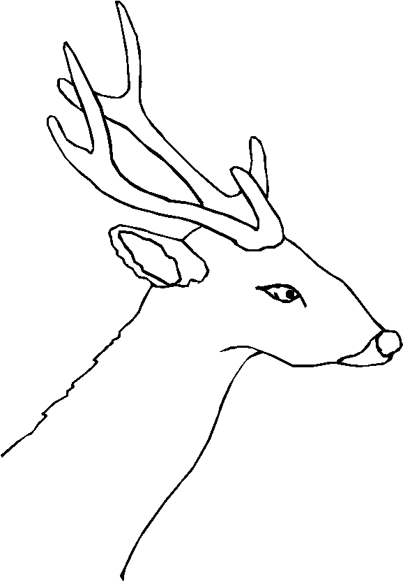 immagine animali foresta da colorare