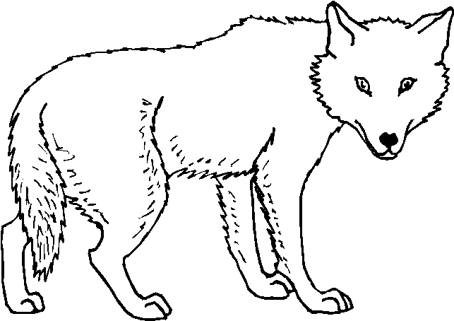 immagine animali foresta da colorare