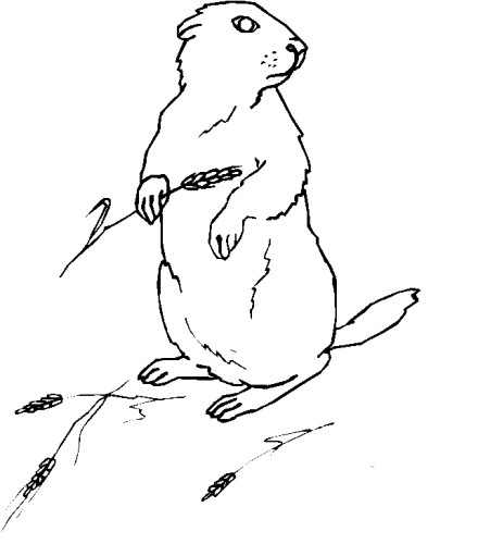 immagine animali foresta da colorare