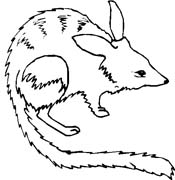 immagine animali foresta da colorare