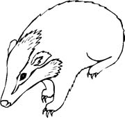 immagine animali foresta da colorare