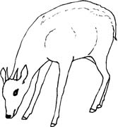 immagine animali foresta da colorare