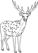 immagine animali foresta da colorare