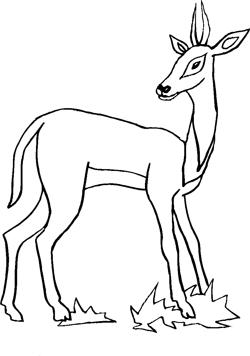 immagine animali foresta da colorare