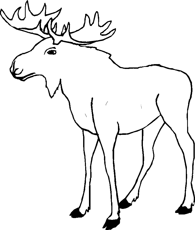 immagine animali foresta da colorare