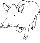 immagine animali foresta da colorare