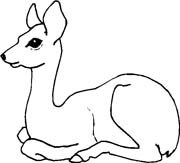 immagine animali foresta da colorare