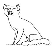 immagine animali foresta da colorare