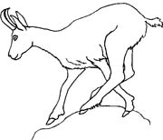 immagine animali foresta da colorare