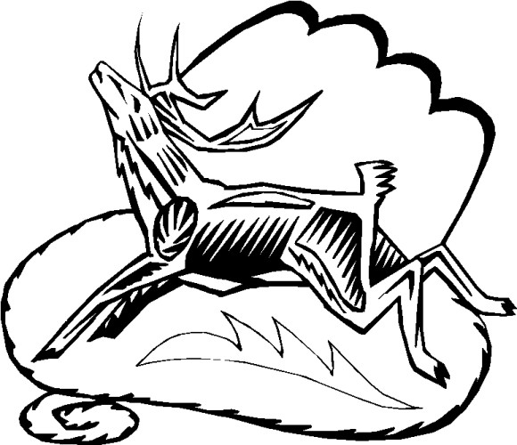 immagine animali foresta da colorare