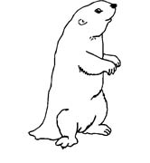 immagine animali foresta da colorare