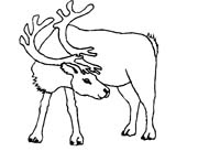 immagine animali foresta da colorare