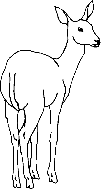 immagine animali foresta da colorare